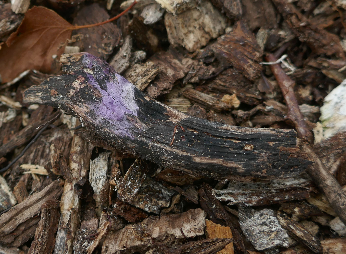 Photo © Jackie Ewan Phlebiopsis crassa by Jackie Ewan